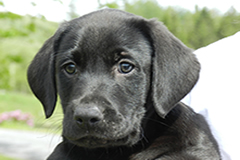 Pup from Clover 2017