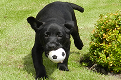 One of Clover's Pups