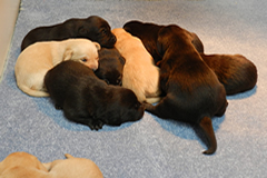 Pup from Clover 2017